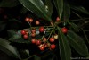 Ardisia crenata Sims